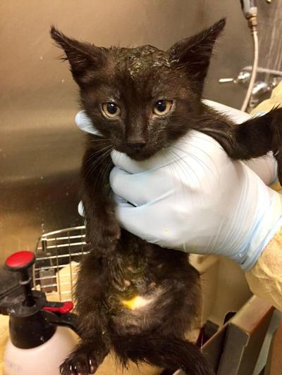 Ringworm Does Not Have To Be A Death Sentence For Pets Archive