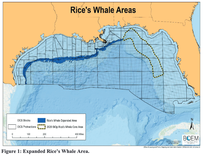 Federal judge blocks gulf lease sale, citing Rice's whale | Environment ...