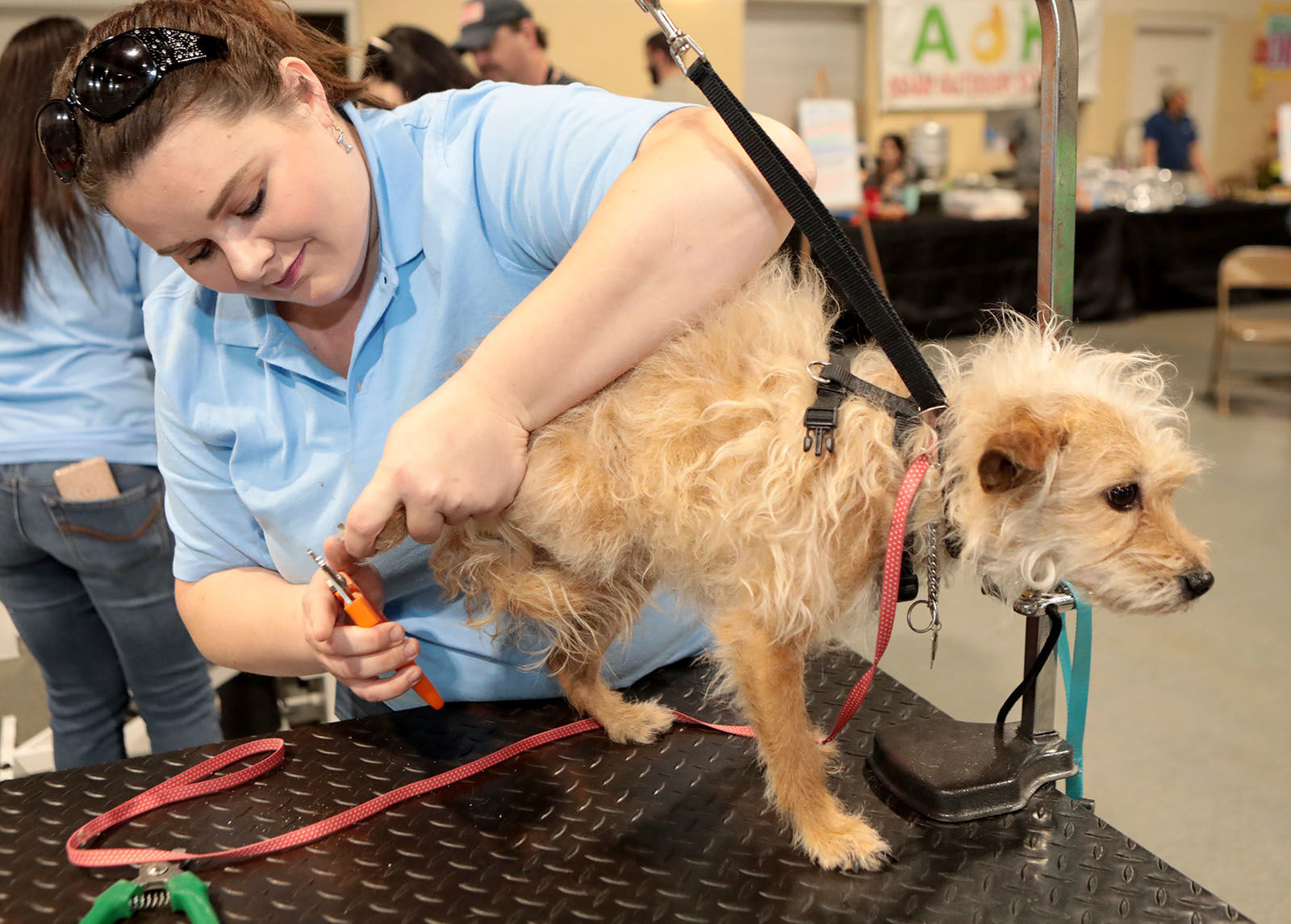 Pedi paws outlet petsmart