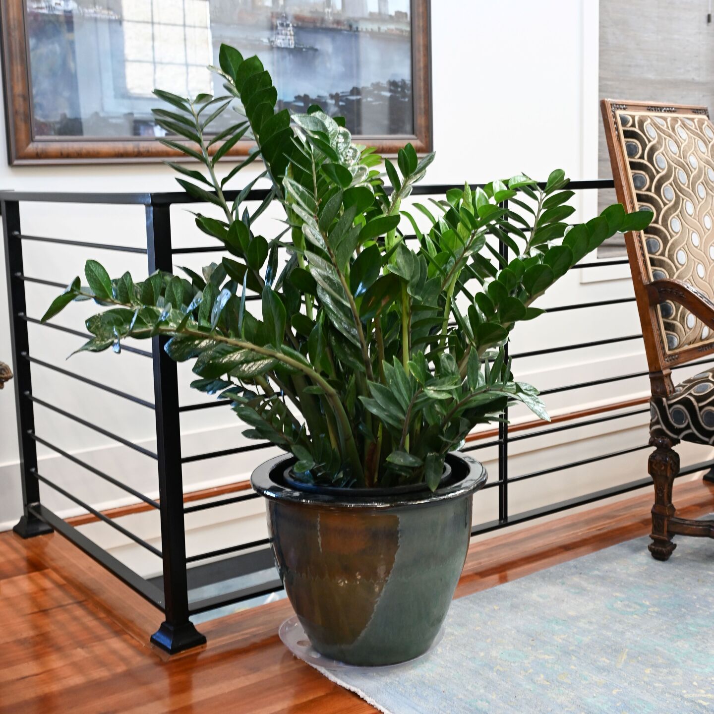 棘.PLANTS Carnivorous Plants - Mixed Plants (2