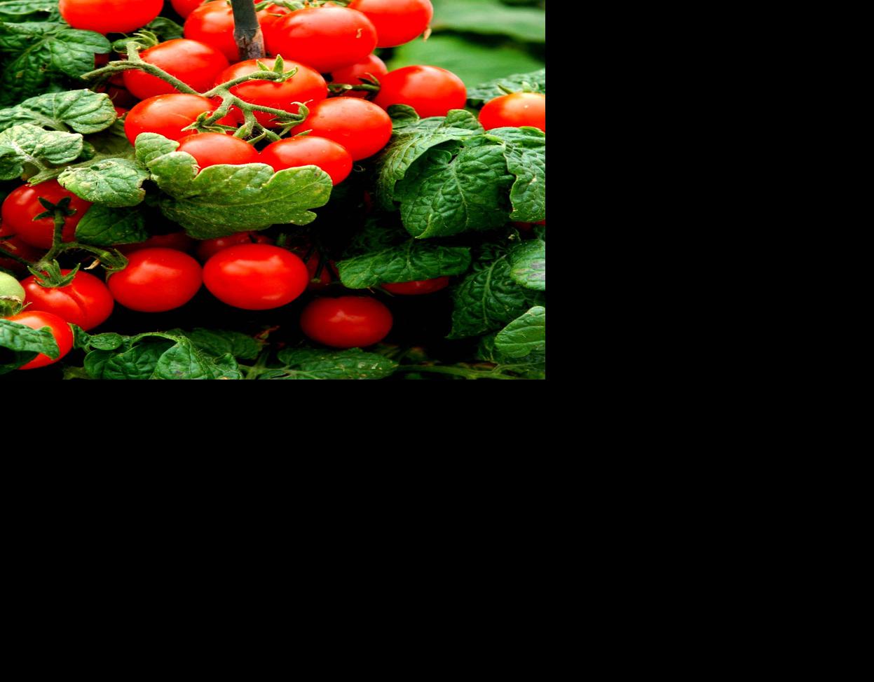 What to do: Houseplants growing mushrooms and tomatoes ...