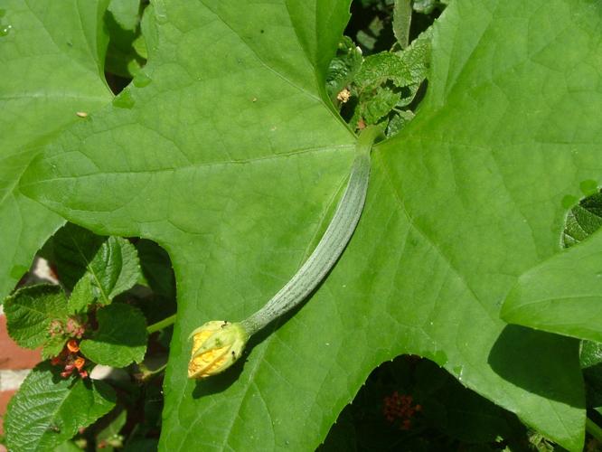 Why is my luffa vine not making fruit? Dan Gill's mailbag Home/Garden