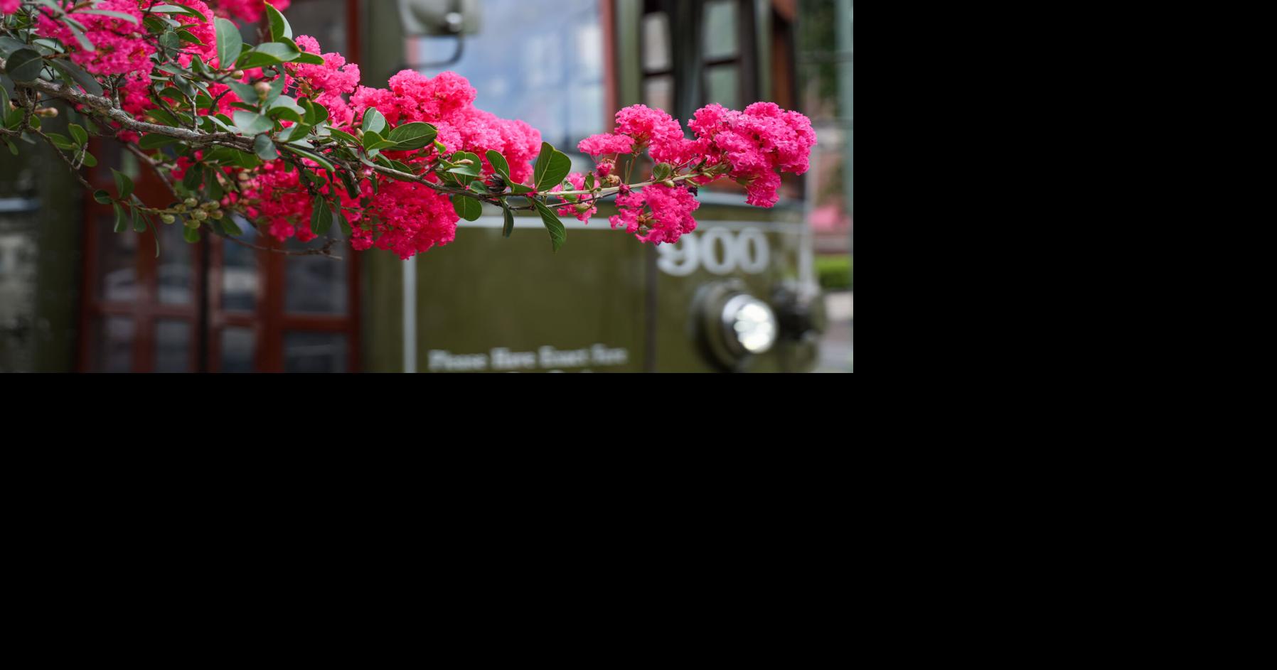 Should I cut the seed pods off my crape myrtle to encourage growth? See Dan Gill's advice