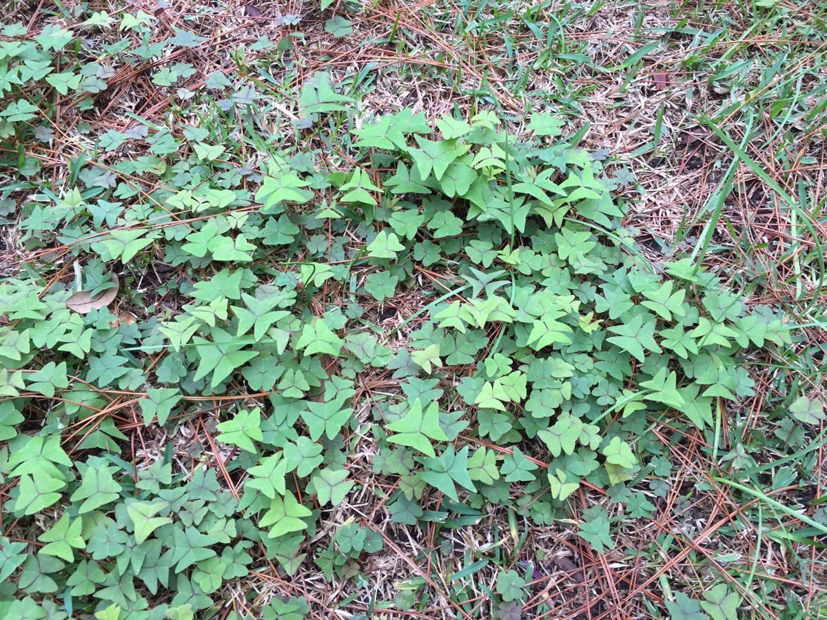 Garden Advice Stubborn Oxalis Must Be Attacked With Repeated Rounds Of Herbicide Home Garden Nola Com