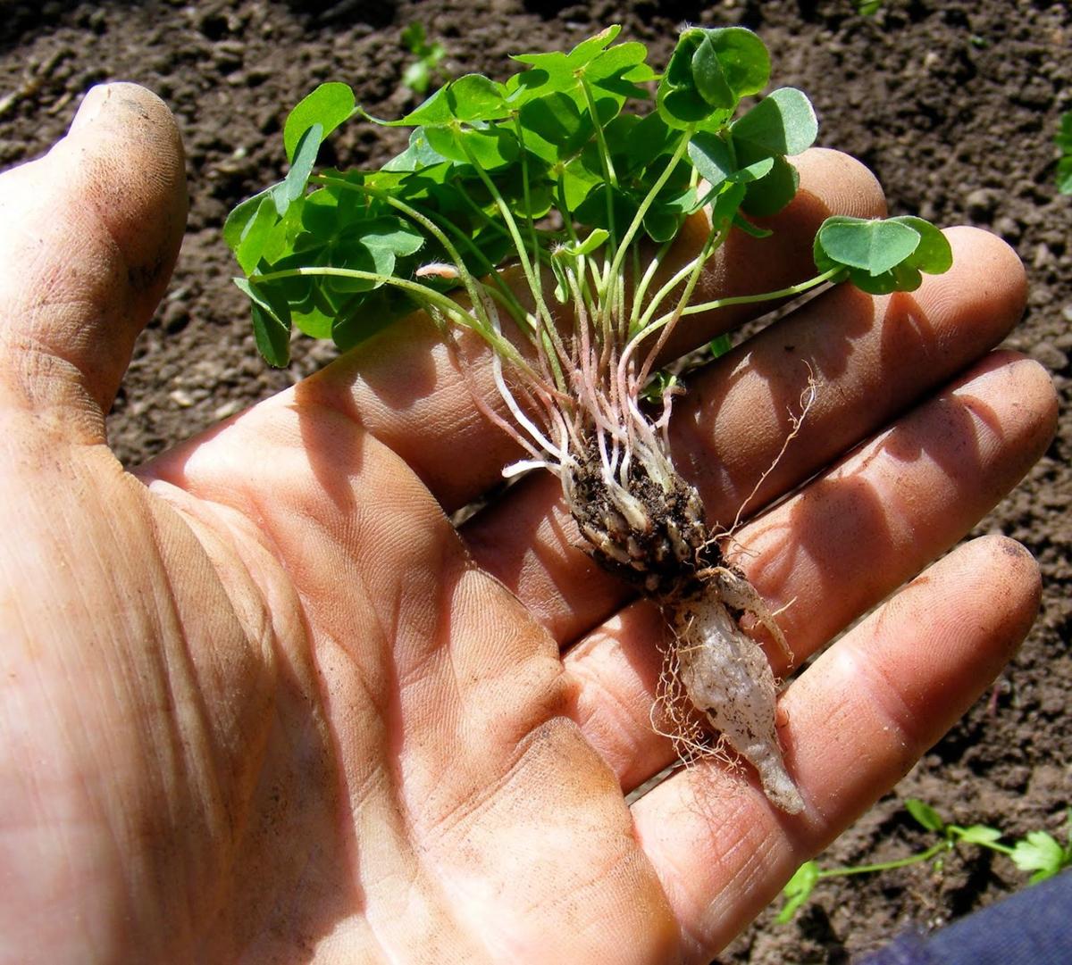 Garden Advice Stubborn Oxalis Must Be Attacked With Repeated Rounds Of Herbicide Home Garden Nola Com