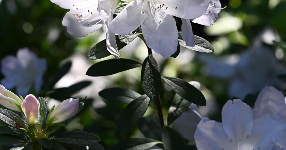 How are poodles like plants? Dan Gill explains why home gardeners shouldn’t worry about GMOs