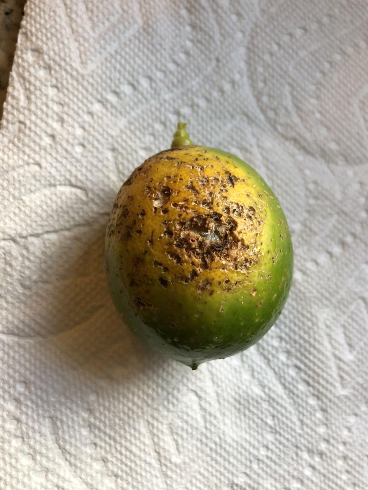 Dan Gill's garden advice Damage to lemons leaves owner with a sour taste Home/Garden