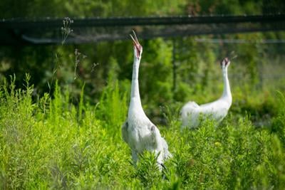 ANI_061113-022.jpg (sponsored content)