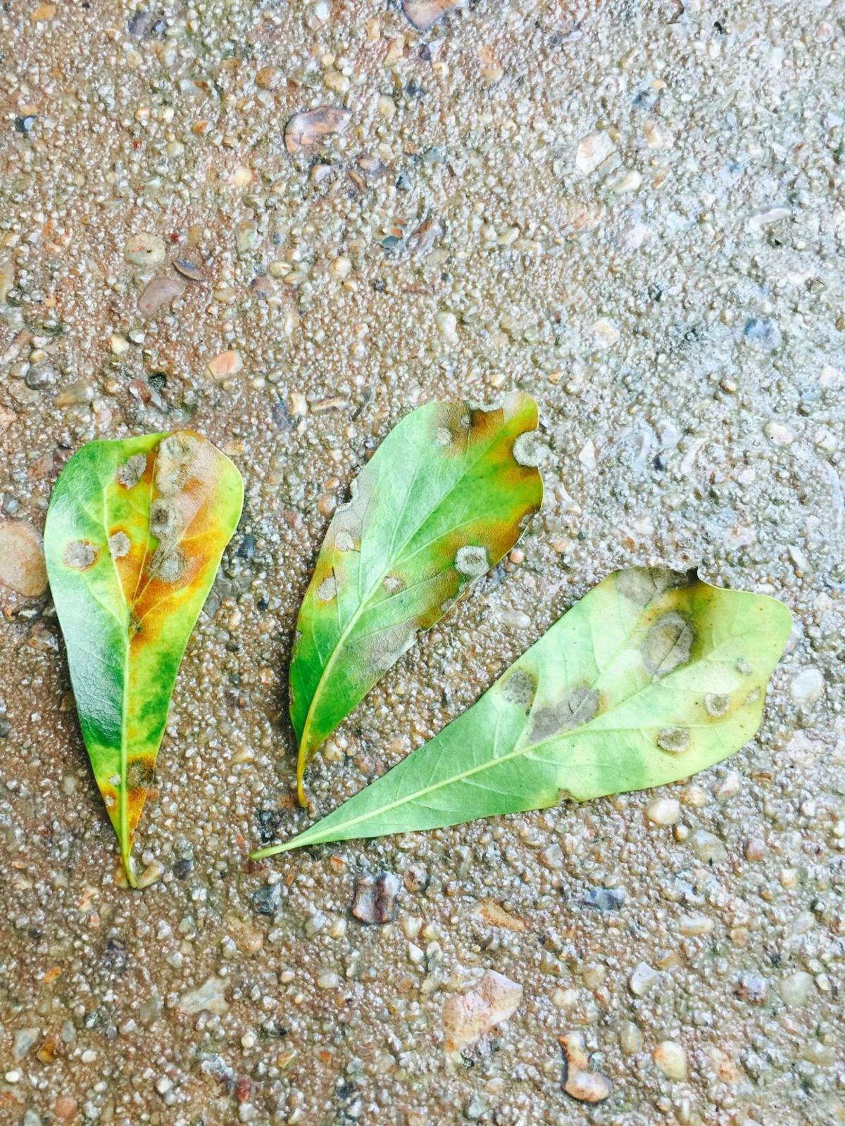 Spring S Wet Weather Causing Fungal Infection Leaf Drop In New Orleans Oak Trees Home Garden Nola Com