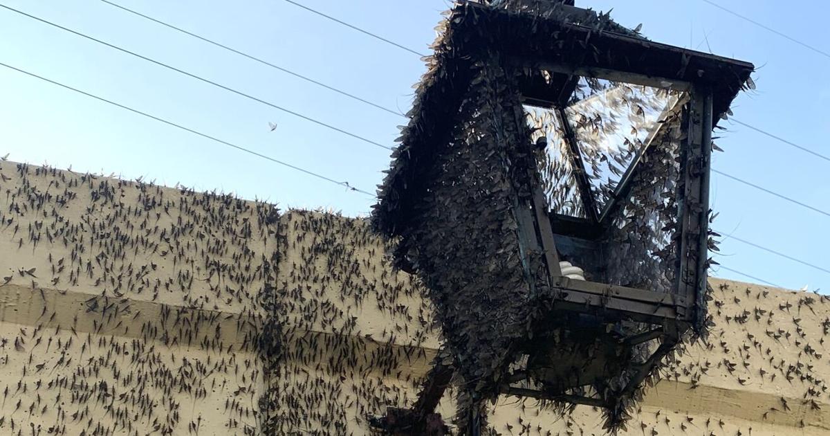 Decatur Bugs Watch: Weird bugs swarm Decatur St., shedding on Café du Monde tables ...