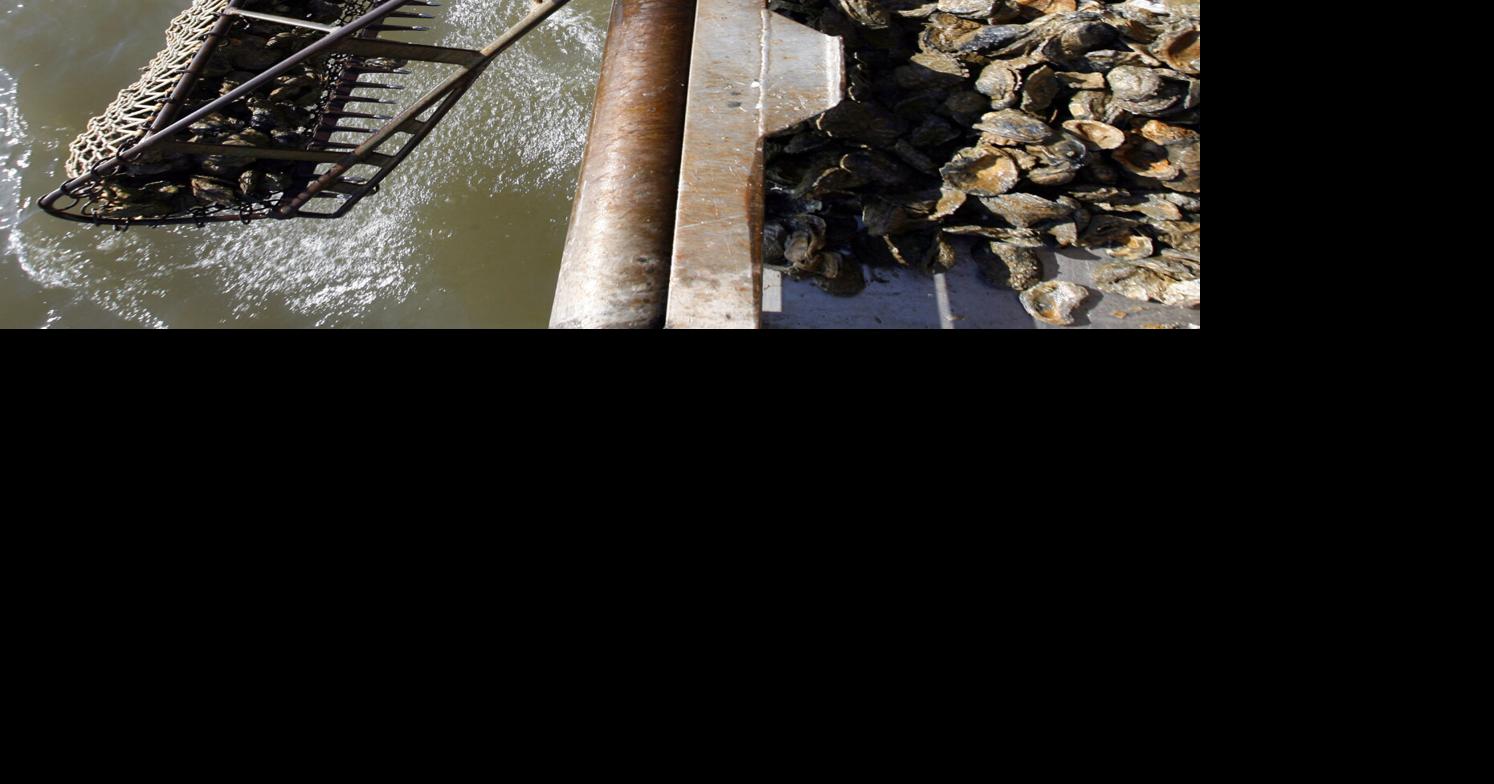 Harvesting oysters