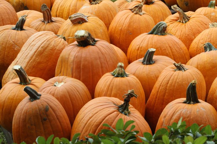 Vegetables to plant in July Home/Garden