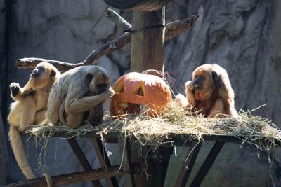 Animals at Audubon Zoo munch on pumpkins, enjoy Halloween treats; see video  | Entertainment/Life 