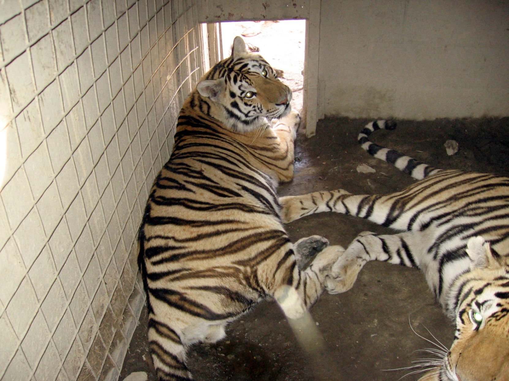 Mike The Tiger, LSU's Live Mascot, Has Cancer | News | Nola.com