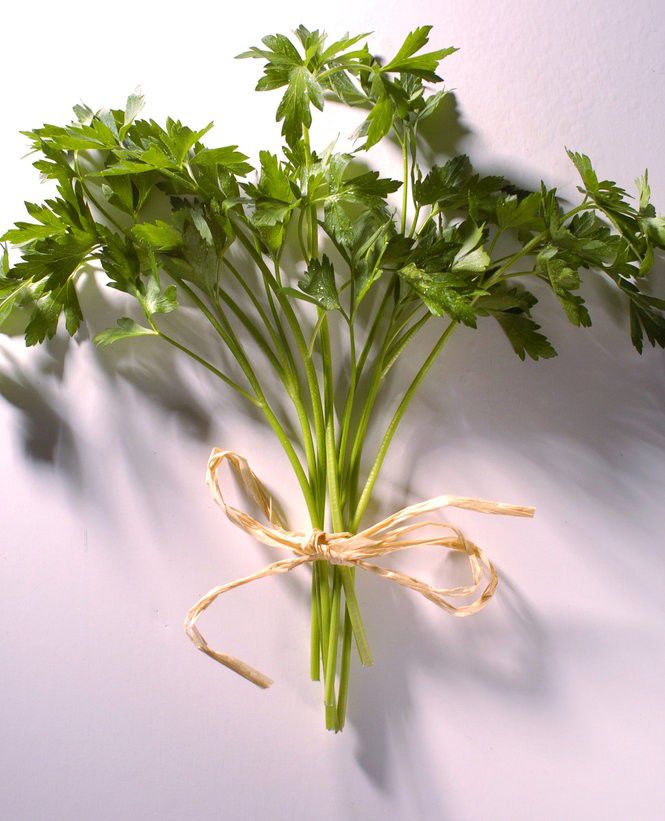 Fall vegetable gardening in south Louisiana what to plant, how to