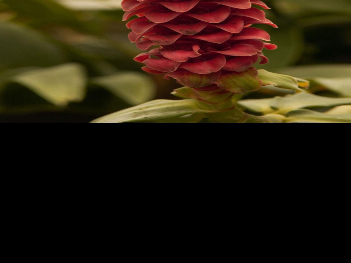 Bold Beautiful Ginger Stands Up To Summer S Double Punch Of Heat And Humidity Home Garden Nola Com