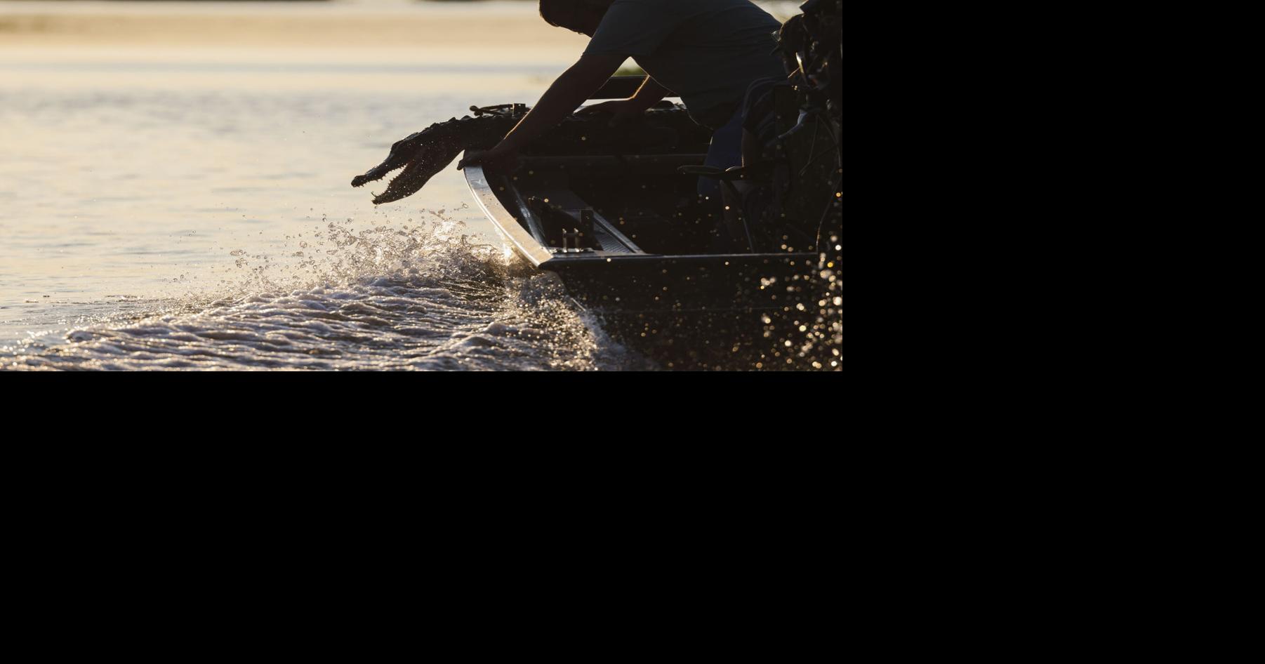 Louisiana gator hunting set for a big expansion. 'Greatest conservation story in America.'