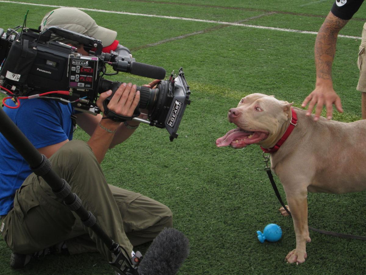 new season of pit bulls parolees