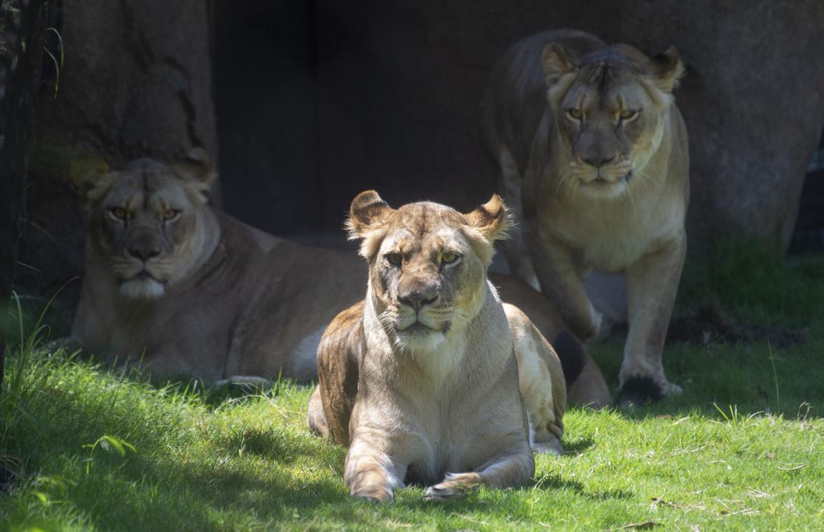 Audubon Zoo unveils new lion exhibit to public, bringing 'iconic roar