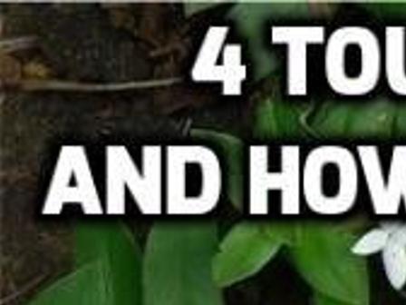 4 tough weeds and how to kill them | Home/Garden | nola.com