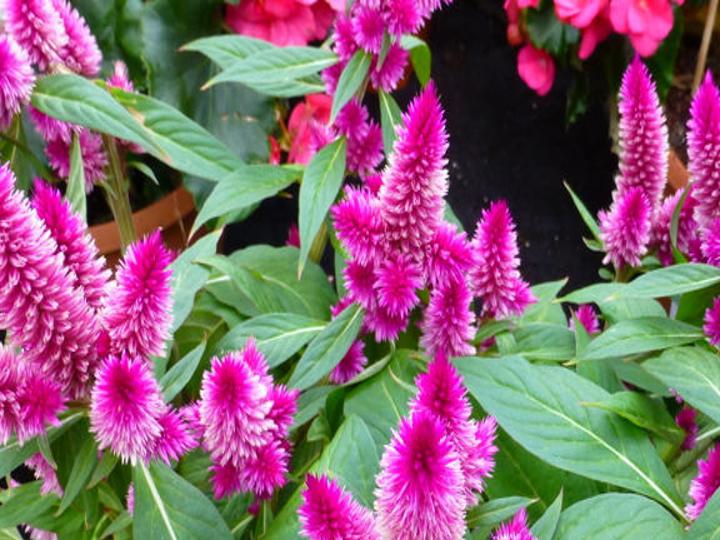 Meet The Latest Louisiana Super Plant Intenz Classic Celosia A Fabulous Pollinator Plant Archive Nola Com