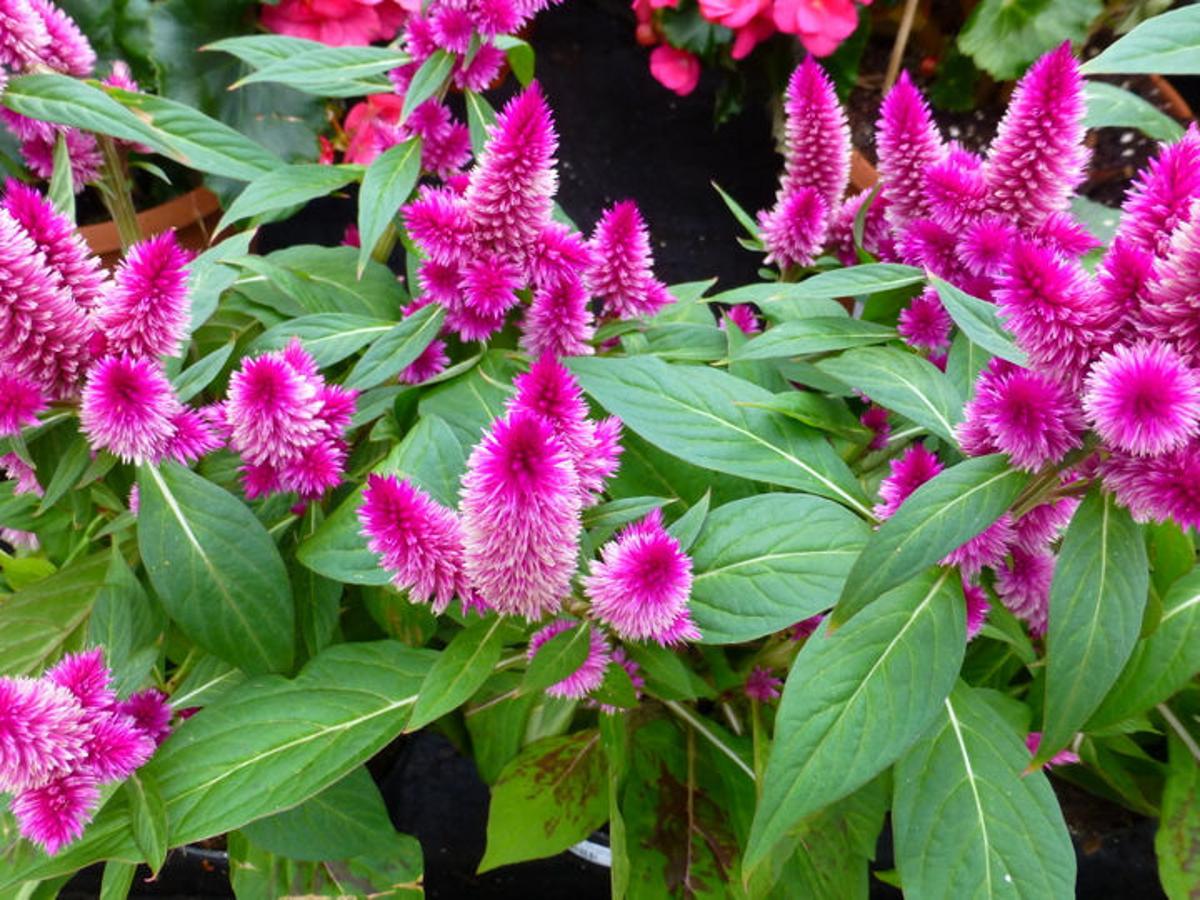Meet The Latest Louisiana Super Plant Intenz Classic Celosia A Fabulous Pollinator Plant Archive Nola Com Meet The Latest Louisiana Super Plant Intenz Classic Celosia A Fabulous Pollinator Plant Archive Nola Com