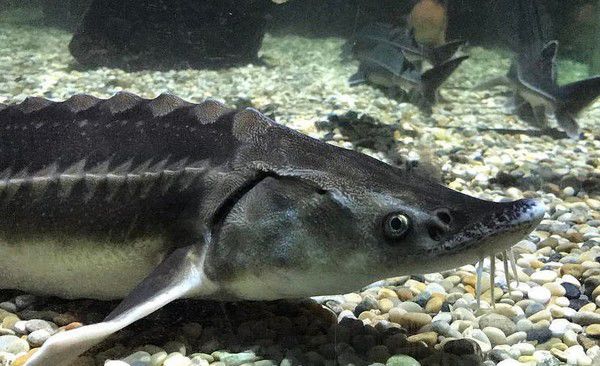 Russian fish escaping into Louisiana waters? Sturgeon farming plan