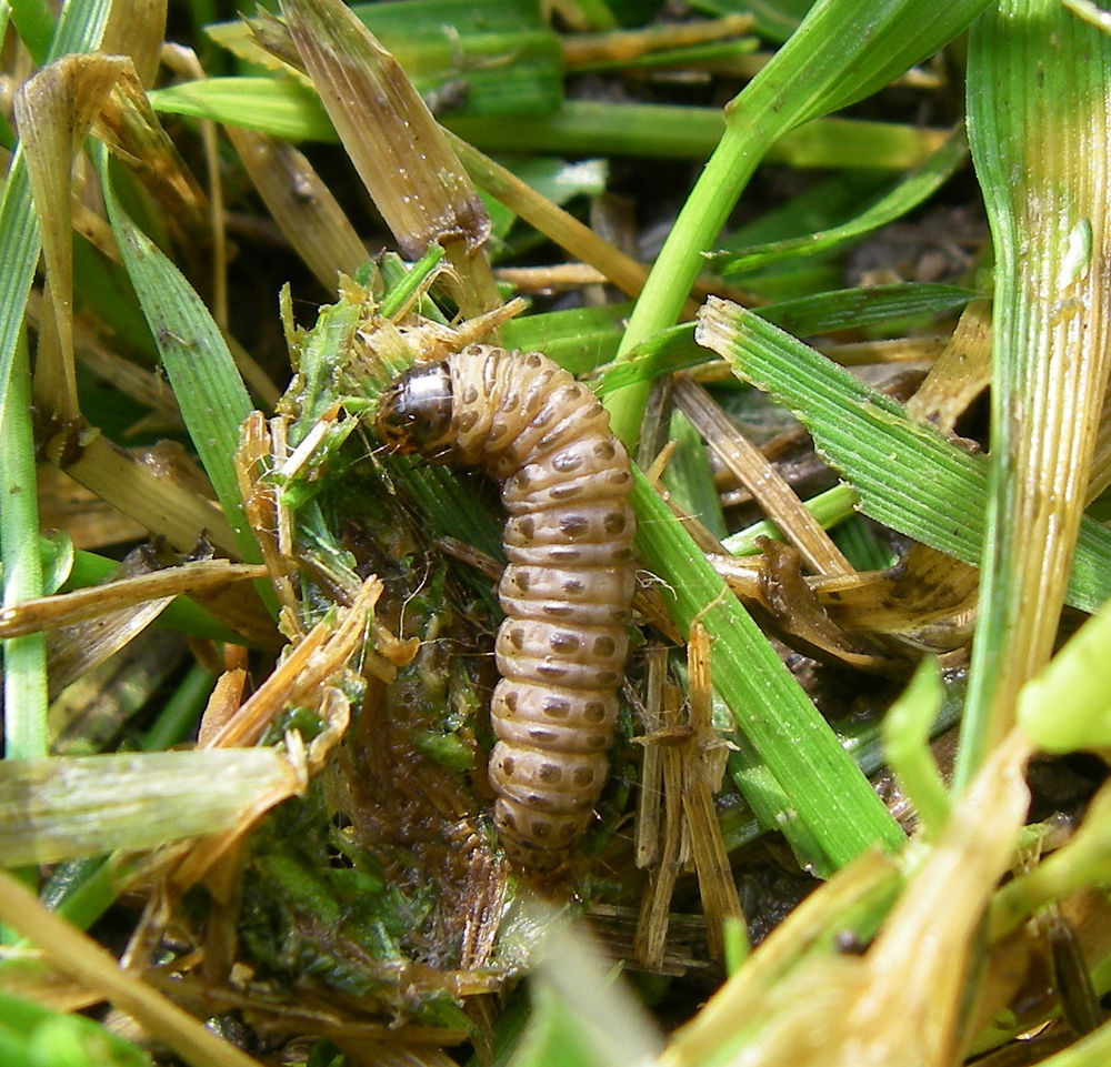 How Do I Get Rid Of Moths In My Lawn