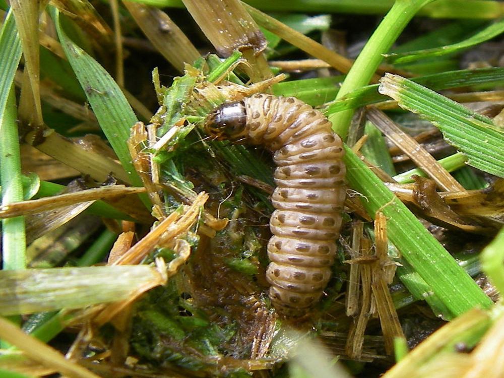 Moths Fluttering Over A Patchy Lawn You May Have Webworms Home Garden Nola Com