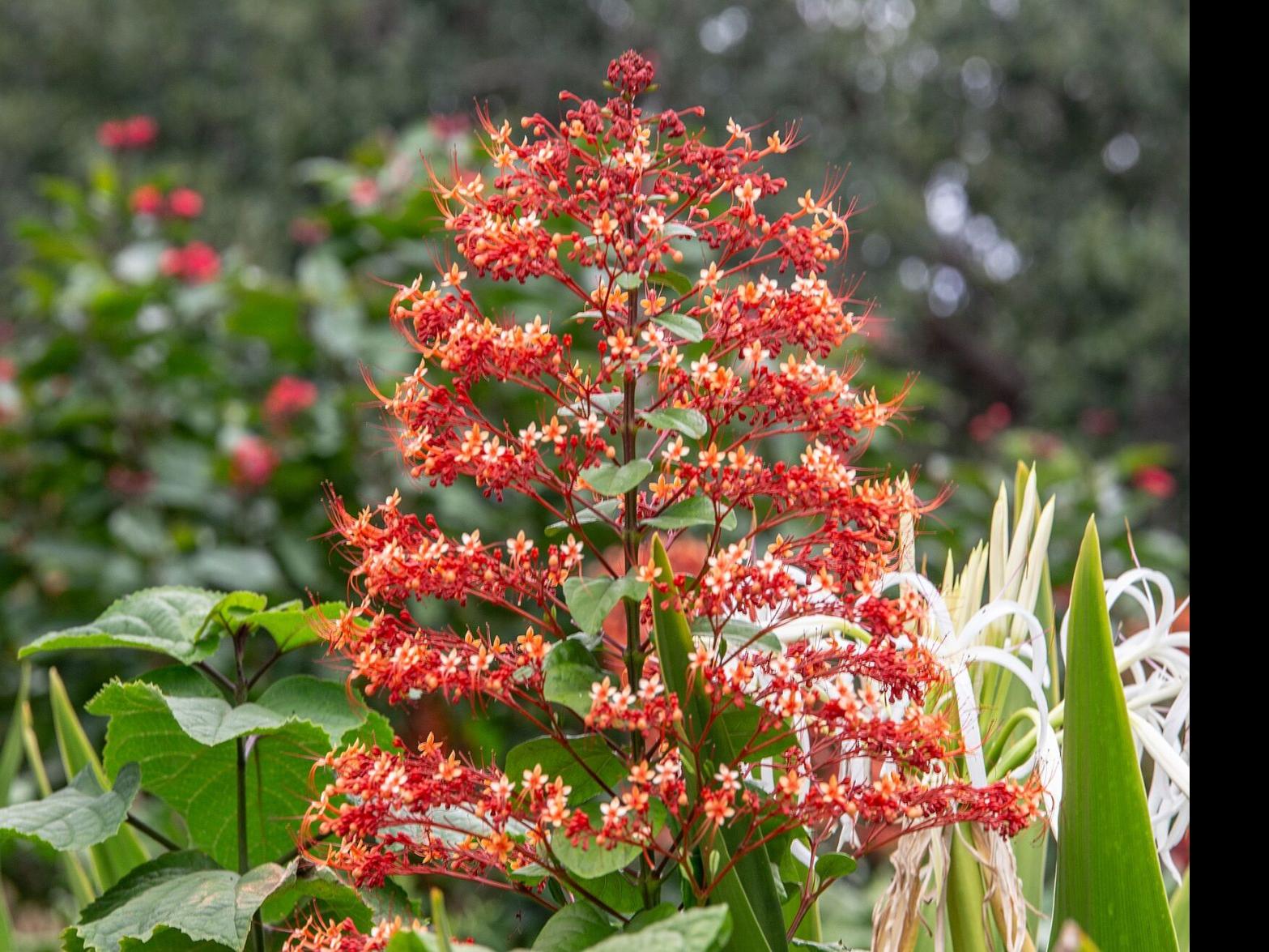 Pagoda plants can be put in ground now, and how to preserve your