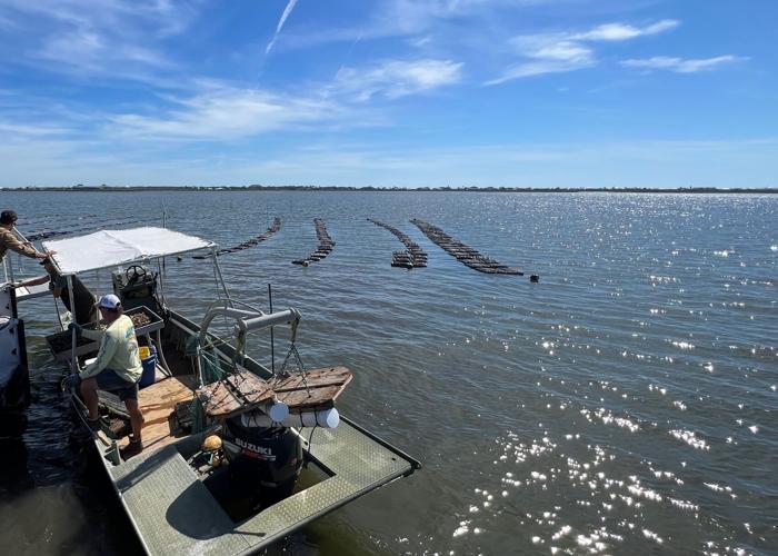 Grand Isle now a growing hub for specialty Louisiana oysters Where