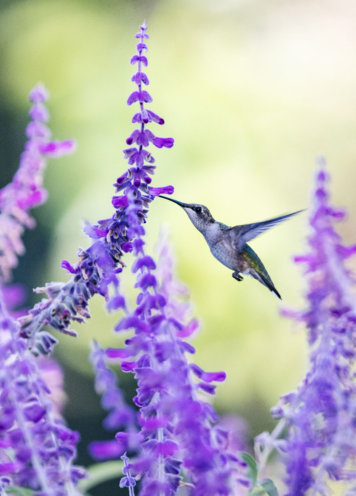 Plants that clearance attract hummingbirds