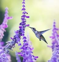 13 plants that will help attract hummingbirds to your garden
