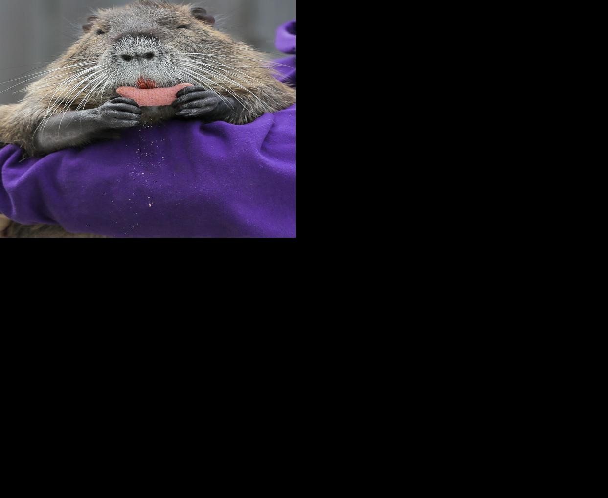 Neuty, the beloved Bucktown nutria rat has died | News | nola.com