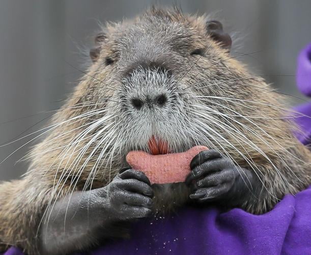 Nucha Rats Neuty, the beloved Bucktown nutria rat has died | News | nola.com