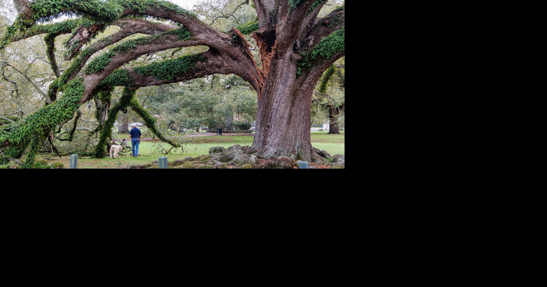 For hurricane season 2026, Dan Gill shares tips for protecting trees and homes