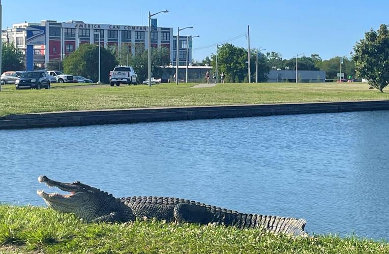 Giant alligator in Bayou St. John is trapped, not killed