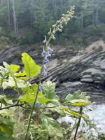 IMG_9511.jpeg