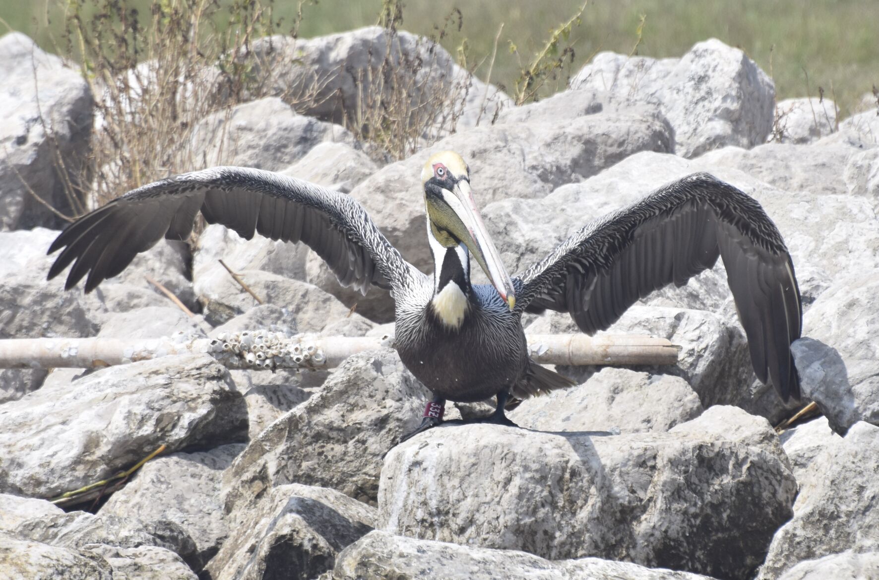 Oil-covered pelican rescued during Deepwater Horizon spill flew