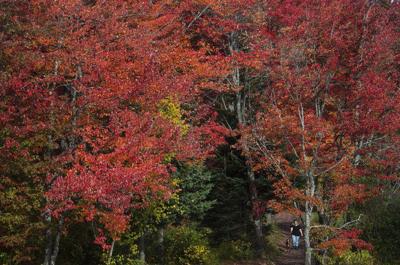 7 Places To See Fall Foliage Within Driving Distance Of New