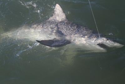 Sharks in Gulf getting more aggressive -- and causing anglers lots of  headaches, Crime/Police