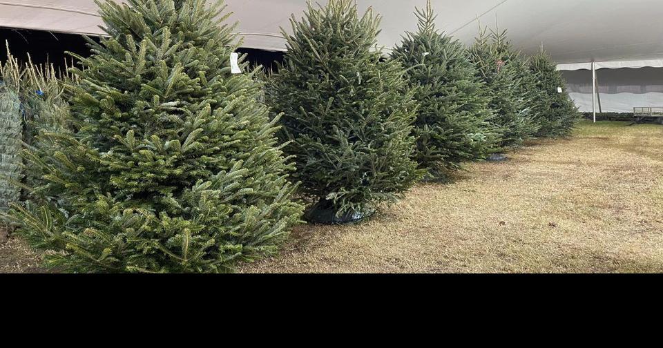 Holiday fire safety begins with picking the Christmas tree St. Tammany community news