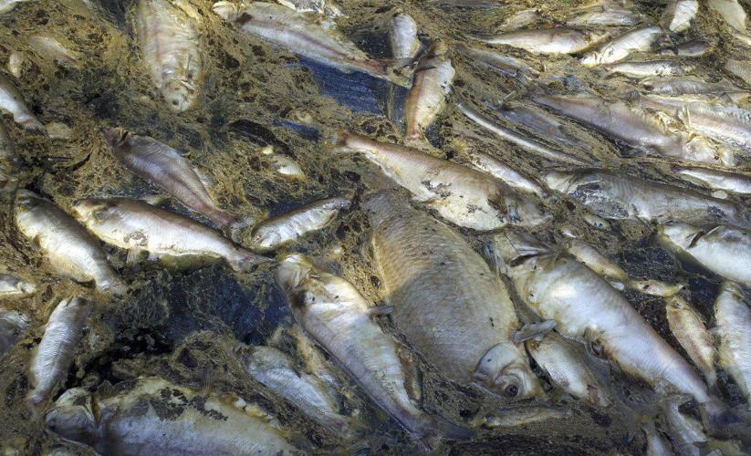 Bogalusa paper mill discharge settlement money paid, newspaper reports