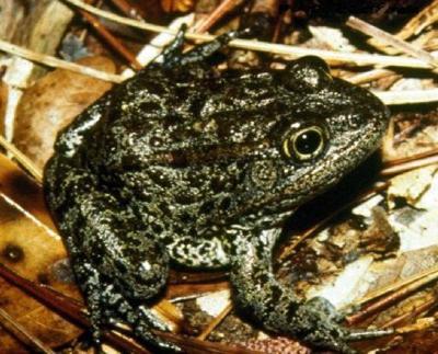 U.S. Supreme Court leaps into La. endangered gopher frog case