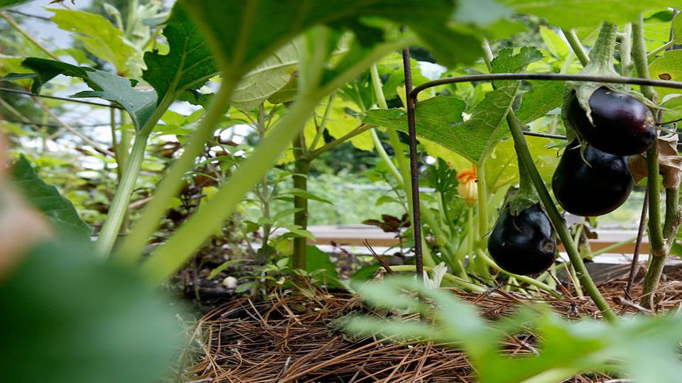 Tons of Eggplant Ready Now! Come Pick Your Own!Also Pick Peppers, Apples &  Herbs; Beautiful Cucumber Boxes for People Who Pickle; Dwarfing Sunflowers  & Other Potted Plants; NY Peaches; Fresh Donuts 