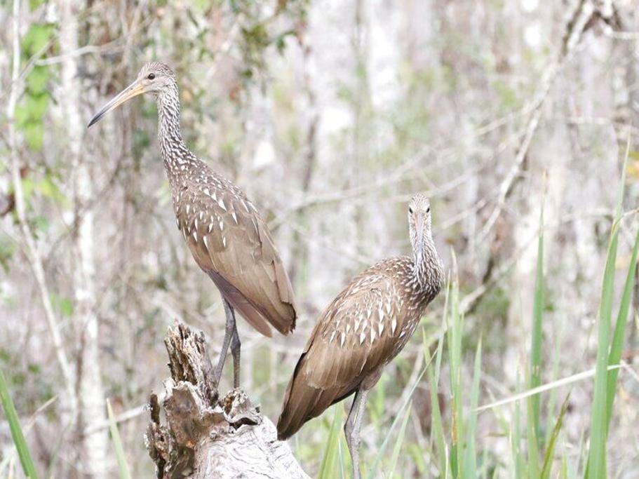 Birds that only live in two US states may be settling in Louisiana ...