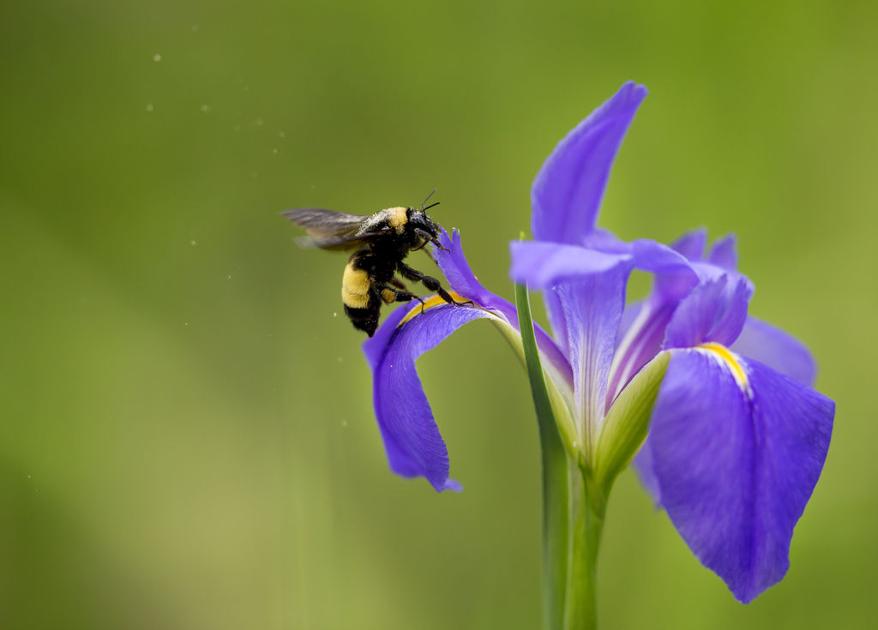 A guide to Louisiana irises How, where and when to plant these