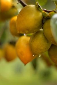 persimmons_8.jpg (copy)