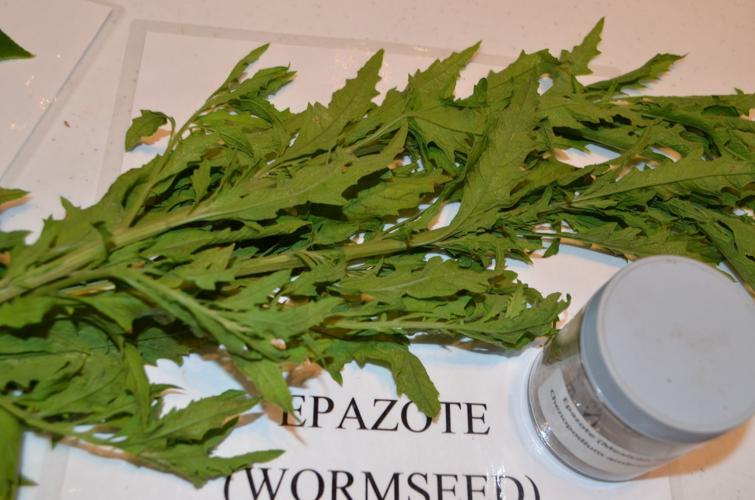 Botanist on the hunt for edible wild plants Home/Garden