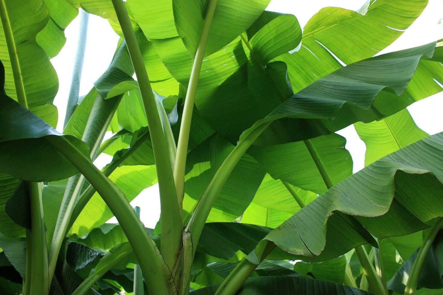 Easy to grow Banana Plants Are A Quintessential Part Of New Orleans easy-to-grow-banana-plants-are-a-quintessential-part-of-new-orleans